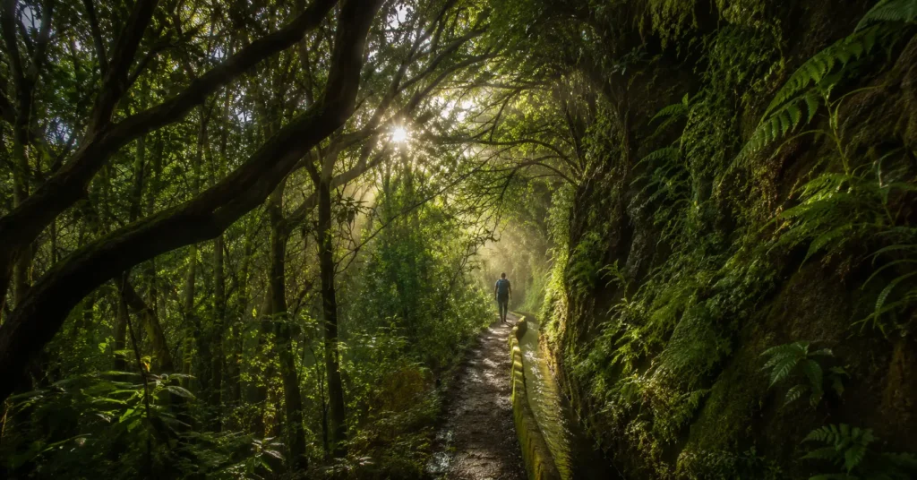 A levada walking trail through UNESCO Laurisilva laurel forest in Madeira, Portugal, on a clear morning
