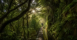 A levada walking trail through UNESCO Laurisilva laurel forest in Madeira, Portugal, on a clear morning