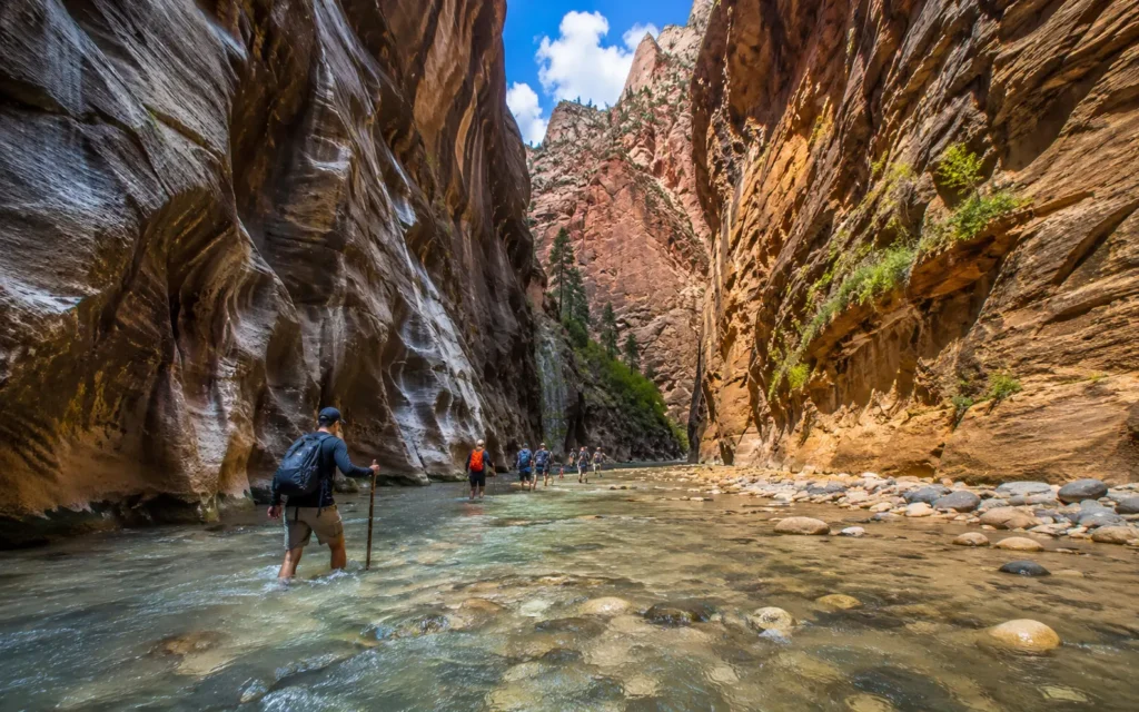 Hikers with walking sticks wading through the Virgin River in Zion Narrows.