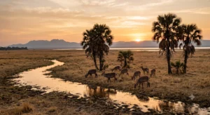 Large herd of waterbuck on the open floodplains of Gorongosa National Park Mozambique