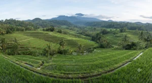 Expansive green rice terraces of Jatiluwih under a blue sky.
